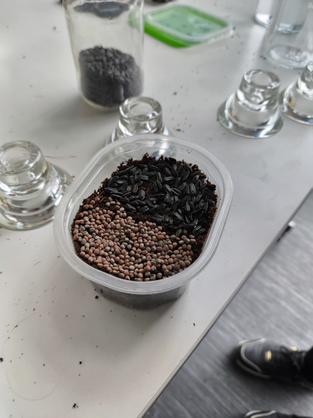 Mikrozöldek- a mini konyhakerted